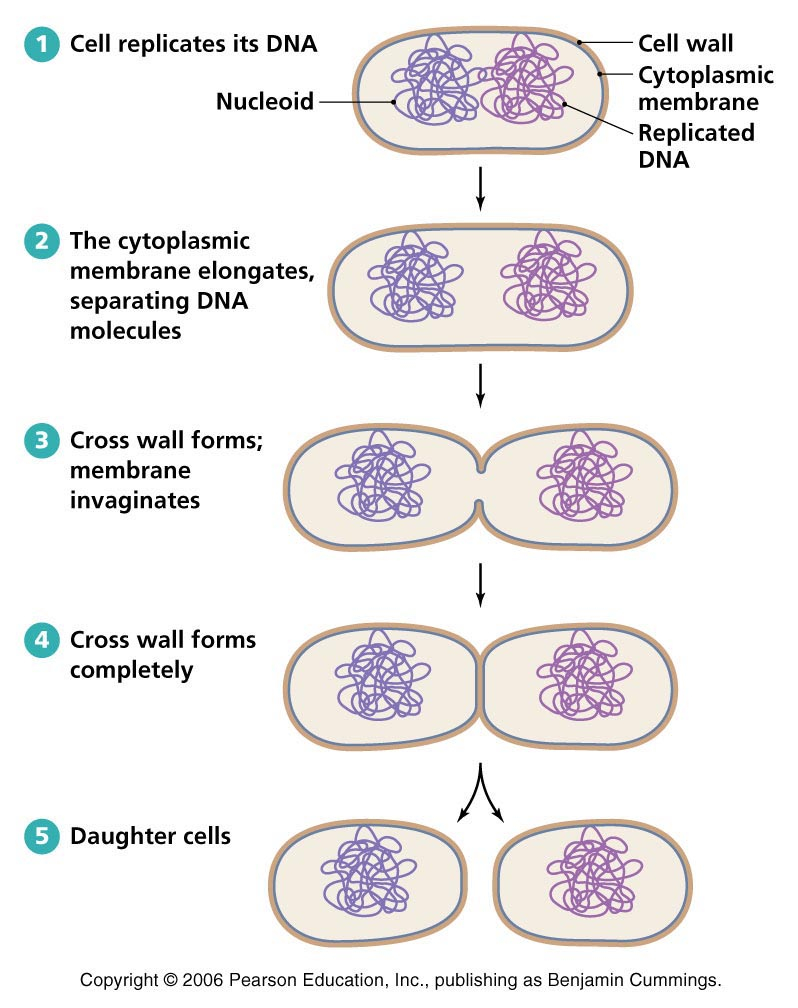 Why Is Binary Fission So Effective For Bacteria Socratic