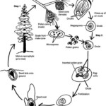 World Of Green Gymnosperms The Life Cycle Of A Pine Tree Tree Life