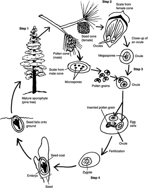 World Of Green Gymnosperms The Life Cycle Of A Pine Tree Tree Life 