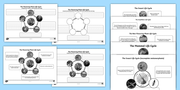 Year 5 Differentiated Life Cycles Worksheets teacher Made 