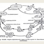 Yeast Morphology And Life Cycle Online Biology Notes