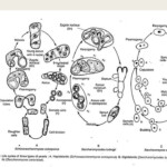 Yeast Morphology And Life Cycle Online Biology Notes